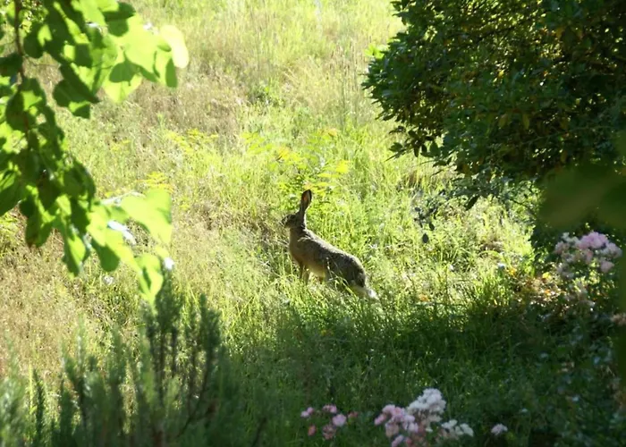 Historic Tuscan 雷杰洛